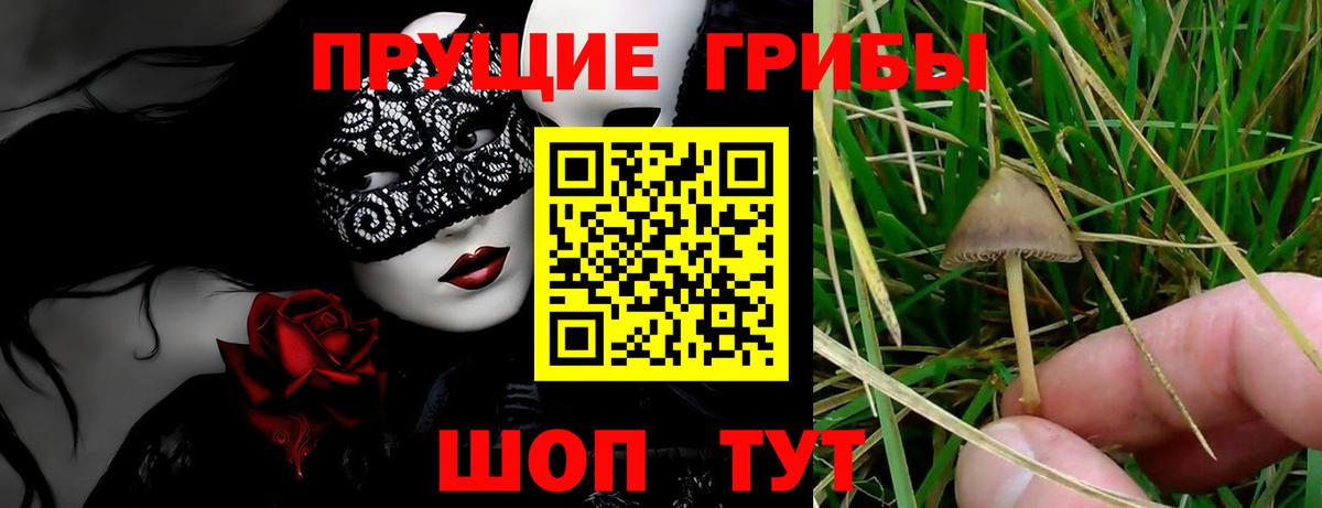 Псилоцибиновые грибы Cubensis  Вход с VPN  Дагестанские Огни 